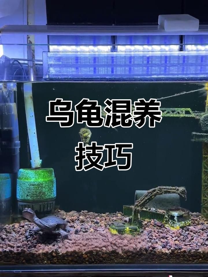 混養伙伴如何選擇體型？