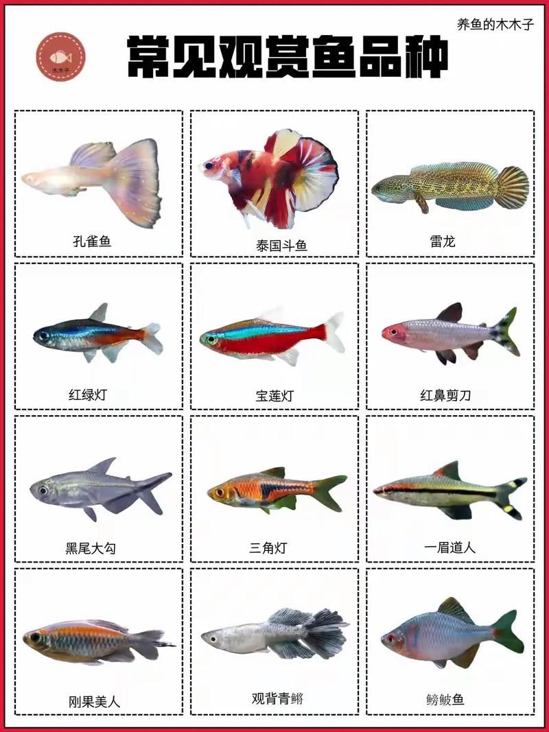 混養伙伴如何選擇體型？