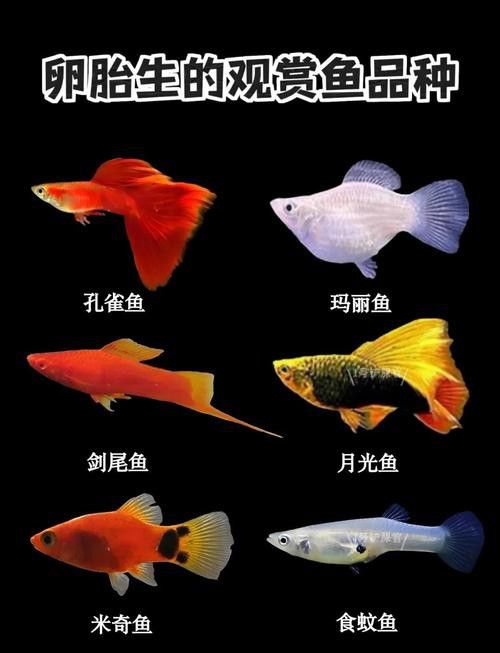 混養伙伴如何選擇體型？