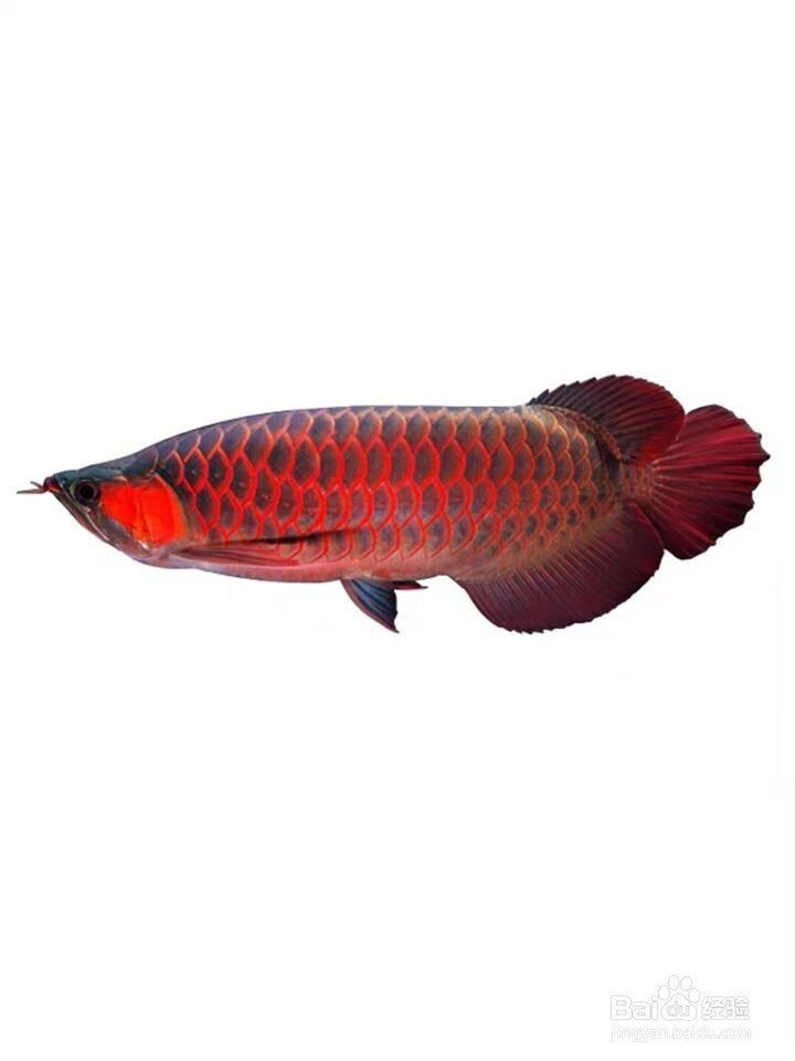 如何科學飼養金龍魚以延長其壽命？