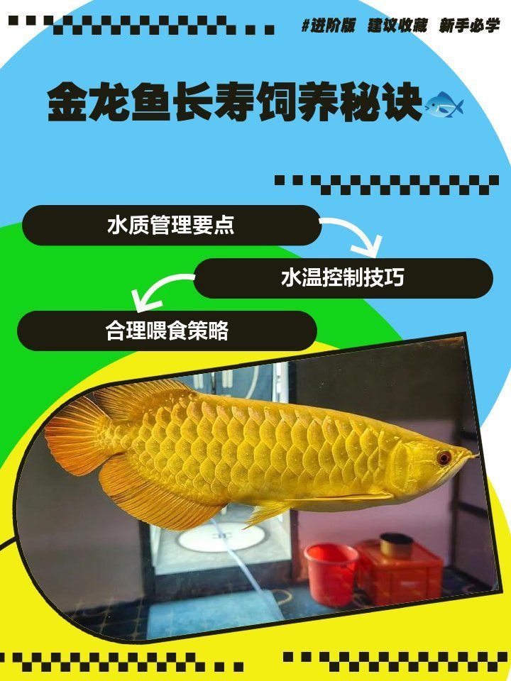 如何科學飼養金龍魚以延長其壽命？