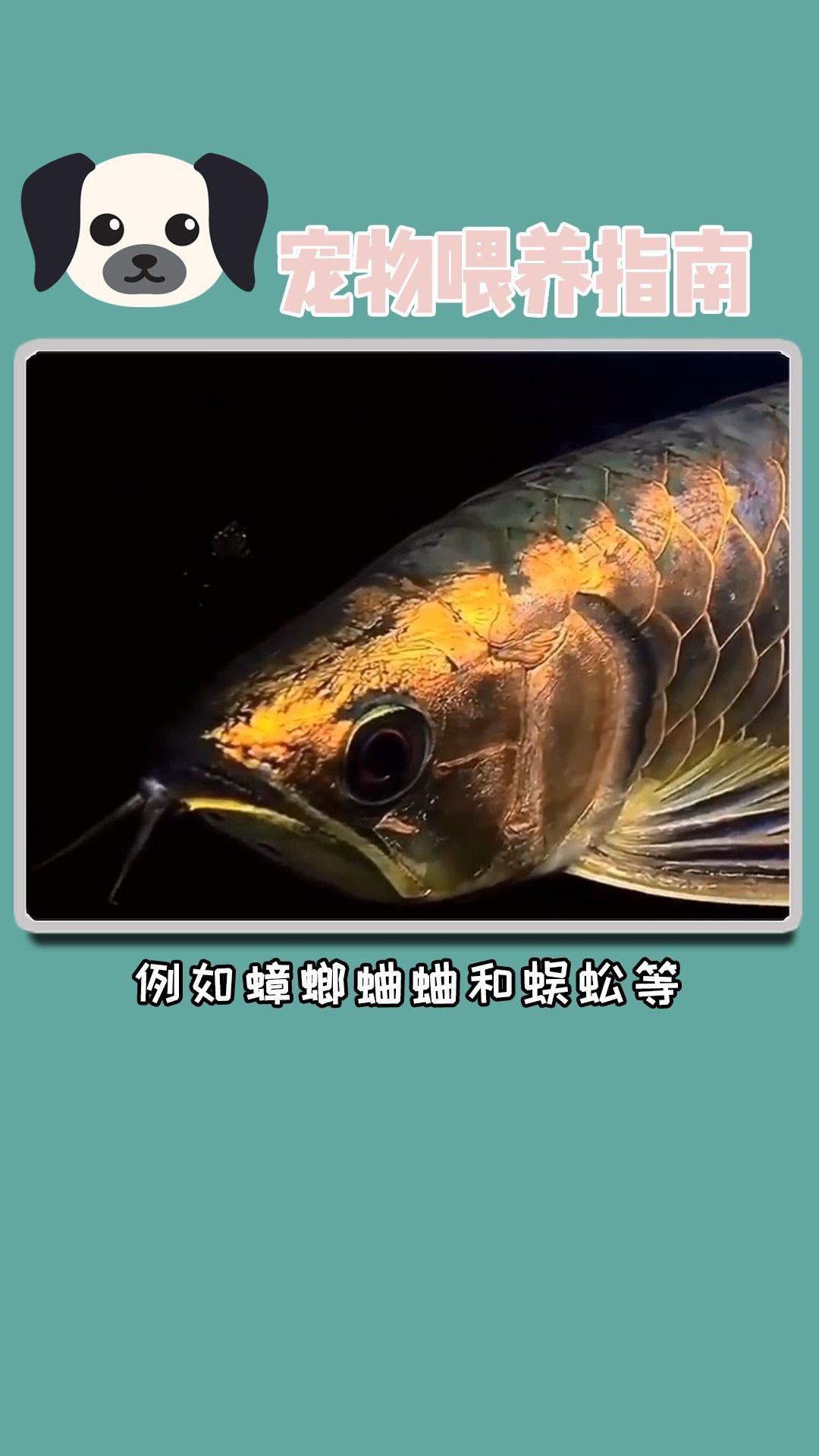 如何科學飼養金龍魚以延長其壽命？