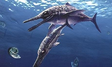 魚龍卵胎生的優勢是什么？