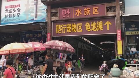 廣州龍魚(yú)市場(chǎng)在哪里（廣州最大的龍魚(yú)市場(chǎng)在哪兒） 廣州龍魚(yú)市場(chǎng)在哪里（廣州最大的龍魚(yú)市場(chǎng)在哪兒） 龍魚(yú)百科 第3張