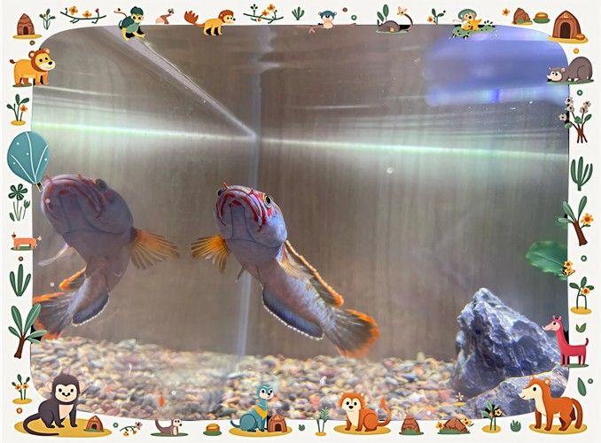 恐龍魚跳缸可以救嗎圖片視頻