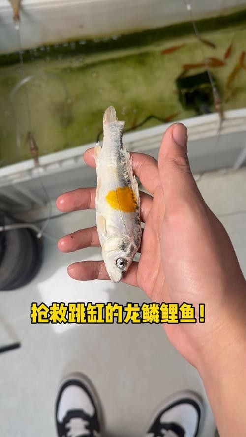 恐龍魚跳缸可以救嗎圖片視頻