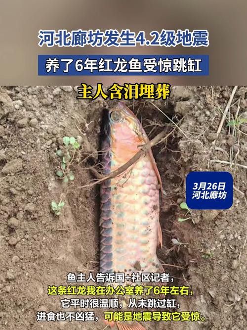 恐龍魚跳缸可以救嗎圖片視頻