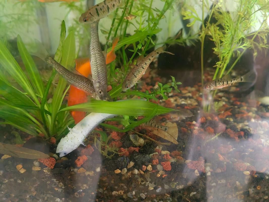 恐龍魚跳缸可以救嗎圖片視頻