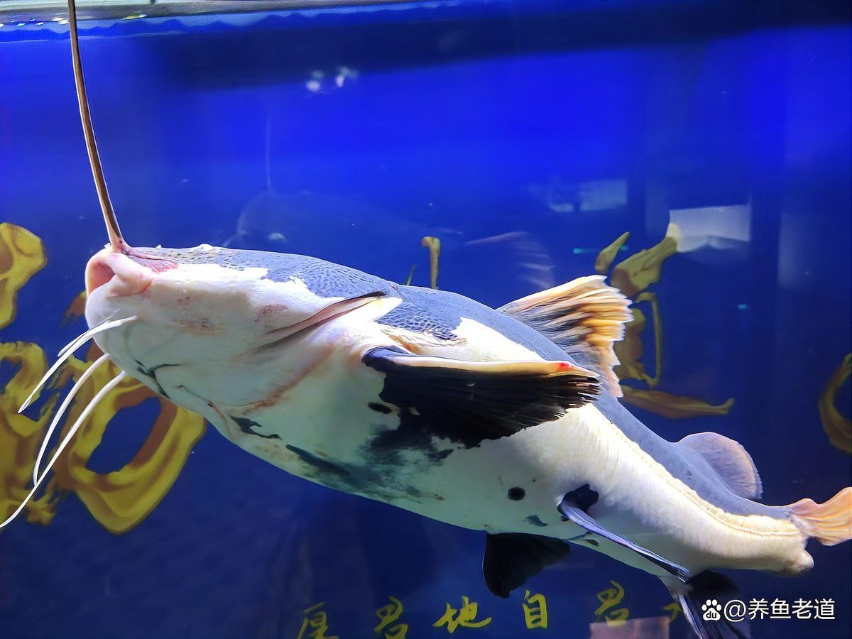 恐龍魚跳缸可以救嗎圖片視頻