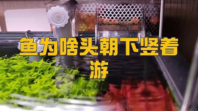 如何預防龍魚豎立行為？ 如何預防龍魚豎立行為？ 龍魚百科 第8張