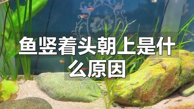 如何預防龍魚豎立行為？ 如何預防龍魚豎立行為？ 龍魚百科 第7張