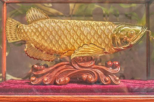 黃金金龍魚圖片大全大圖 黃金金龍魚圖片大全大圖 龍魚百科 第21張
