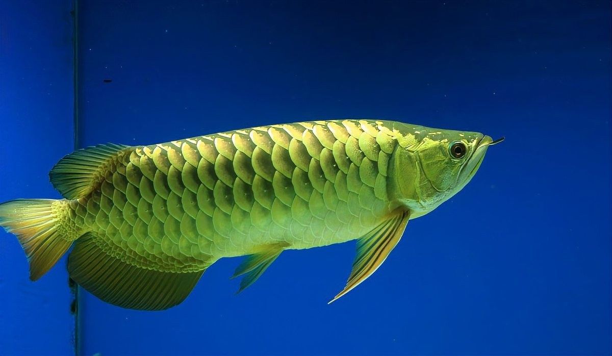 黃金金龍魚圖片大全大圖 黃金金龍魚圖片大全大圖 龍魚百科 第28張