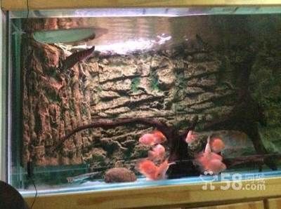 養龍魚多大缸：養龍魚所需的魚缸尺寸