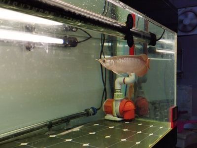 龍魚換水困水的正確方法是什么：龍魚換水和困水的正確方法 龍魚換水困水的正確方法是什么：龍魚換水和困水的正確方法 龍魚百科 第2張
