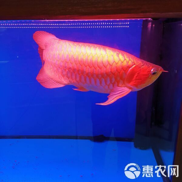 濟南龍魚批發(fā)價格查詢網(wǎng)