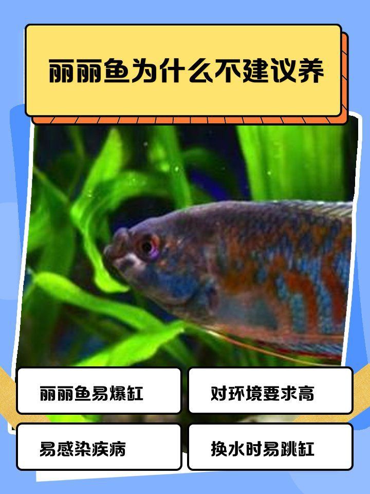 麗麗魚為何不建議養