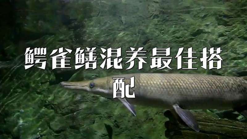 白化鱷雀鱔能和金龍魚混養嗎