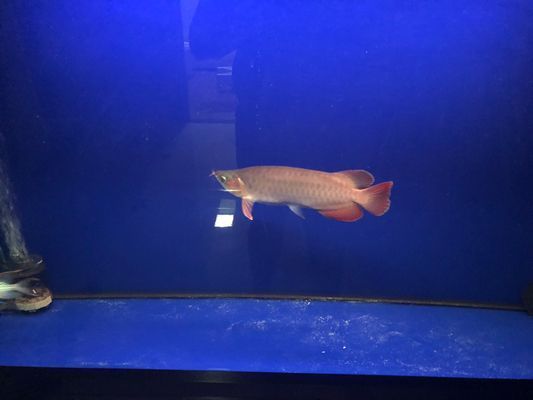甲硝唑治療龍魚頭洞病效果好嗎：甲硝唑治療龍魚頭洞病的使用方法，甲硝唑治療頭洞病的效果較好