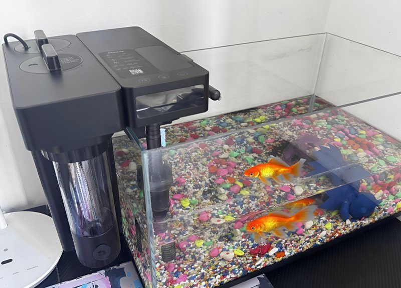 如何選擇適合龍魚的過濾器