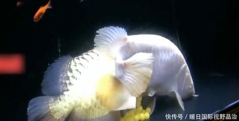 金龍魚哪個顏色最好看的：金龍魚哪個顏色最好看 金龍魚哪個顏色最好看的：金龍魚哪個顏色最好看 龍魚百科