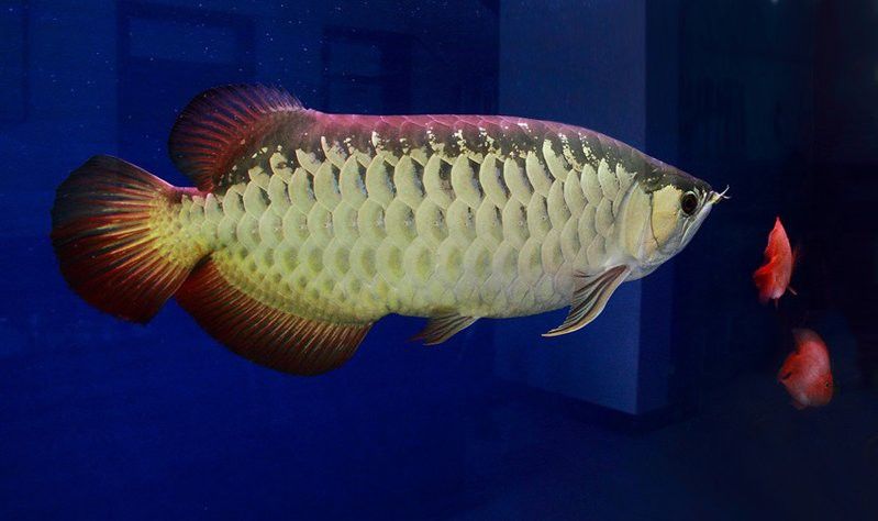 紅尾金龍魚有幾種顏色