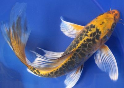 龍鳳鯉魚與普通鯉魚區別：龍鳳鯉魚與普通鯉魚之間的區別龍鳳鯉魚與金魚的區別