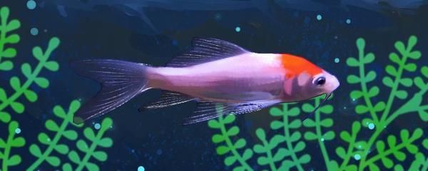 龍鳳鯉魚與普通鯉魚區別：龍鳳鯉魚與普通鯉魚之間的區別龍鳳鯉魚與金魚的區別