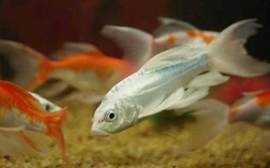 龍鳳鯉魚與普通鯉魚區別：龍鳳鯉魚與普通鯉魚之間的區別龍鳳鯉魚與金魚的區別