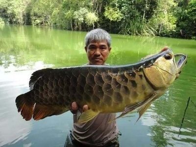 大湖龍魚能吃嗎，大湖龍魚好嗎，：大湖龍魚好嗎能吃嗎，大湖龍魚能吃嗎