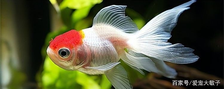 龍魚憋卵會死嗎？ 龍魚憋卵會死嗎？ 龍魚百科 第2張