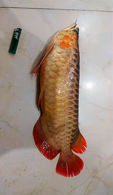 金龍魚最佳水溫
