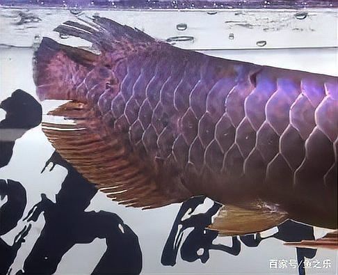 有哪些龍魚(yú)品種不適合60厘米缸？