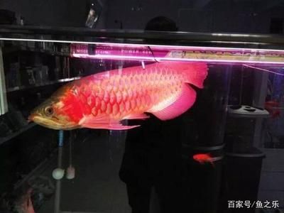 龍魚養在什么位置比較好（風水學中龍魚的養殖位置應綜合考慮光線、水族箱大小、安全性以及風水學等因素）