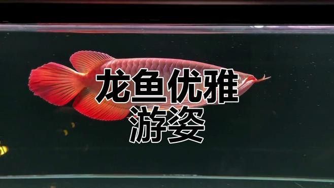 有沒有更多高清紅龍魚壁紙推薦？