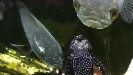 龍魚產卵視頻：龍魚產卵繁殖全過程