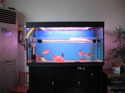給大魚缸換水的作文:體驗給大魚缸換水的樂趣:體驗給大魚缸換水:給大魚缸換水的作文 古典龍魚和金龍魚哪個好養(古典龍魚和金龍魚的區別) 龍魚百科 古典龍魚和金龍魚哪個好養(古典龍魚和金龍魚的區別) 古典龍魚和金龍魚哪個好養(古典龍魚和金龍魚的區別) 龍魚百科