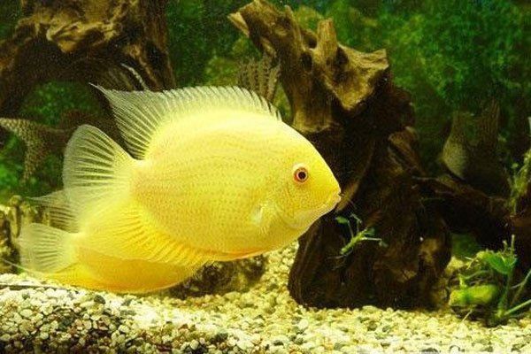 金菠蘿魚屬于深海魚嗎？