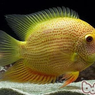 金菠蘿魚屬于深海魚嗎？