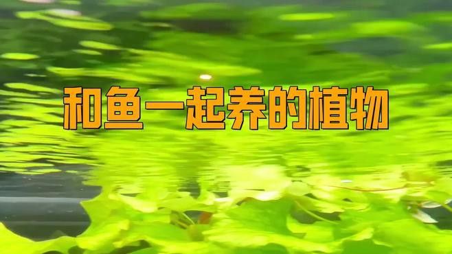 哪些植物適合與龍魚混養？
