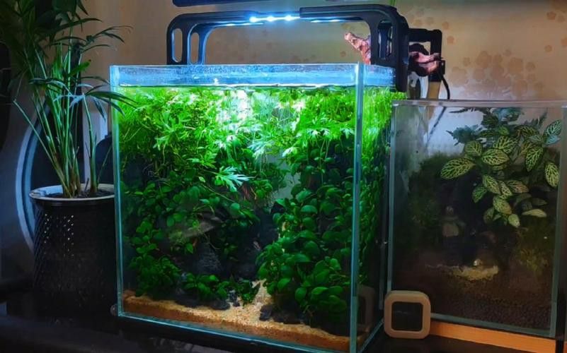 哪些植物適合與龍魚混養？