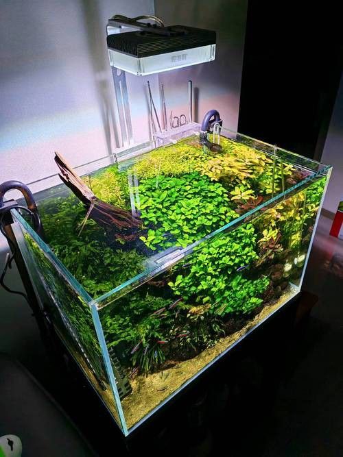 哪些植物適合與龍魚混養？