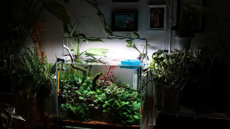 哪些植物適合與龍魚混養？