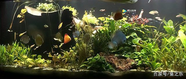 哪些植物適合與龍魚混養？