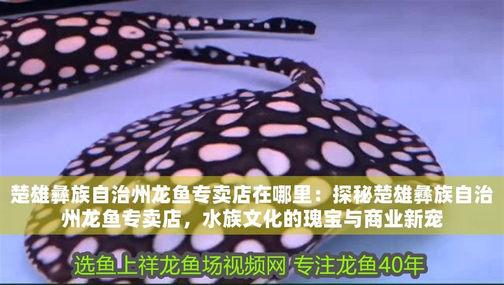 楚雄彝族自治州龍魚專賣店在哪里：探秘楚雄彝族自治州龍魚專賣店，水族文化的瑰寶與商業新寵