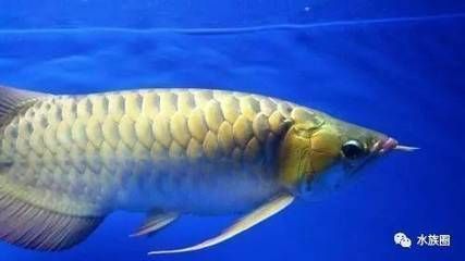龍魚眼瞎了怎么治療：龍魚眼瞎可能是由多種因素引起的 龍魚眼瞎了怎么治療：龍魚眼瞎可能是由多種因素引起的 龍魚百科 第5張
