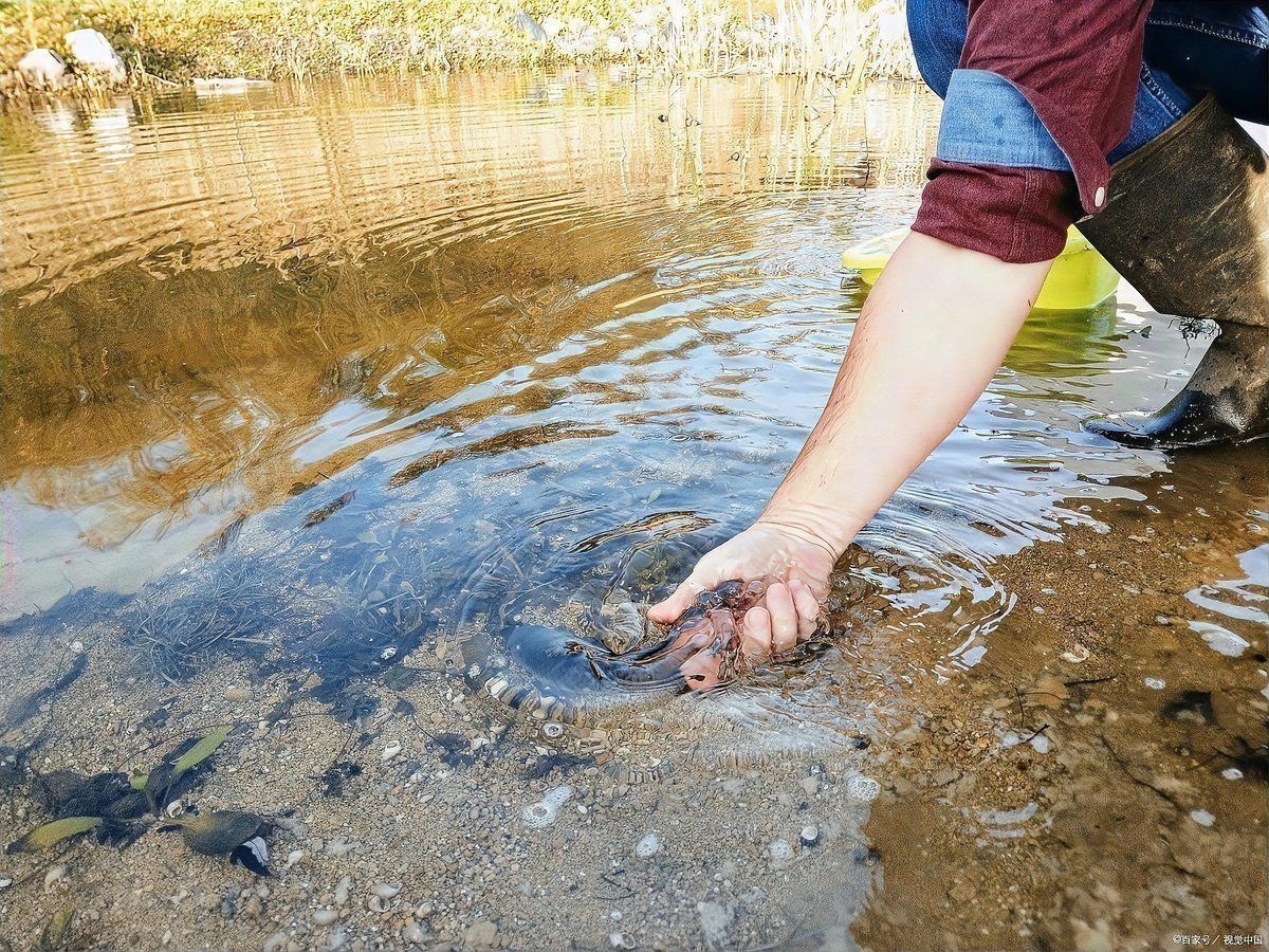 冷門暴利養殖業 冷門暴利養殖業 龍魚百科 第2張
