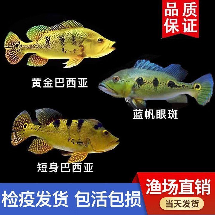 藍帆三間眼斑正品購買渠道