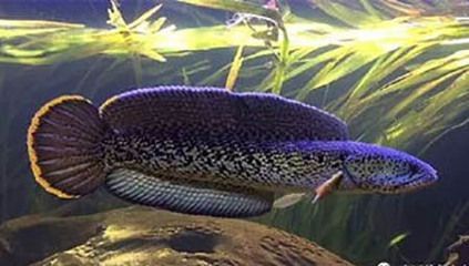 野生雷龍魚的食物來源主要包括以下幾個方面：野生雷龍魚：野生雷龍魚吃什么？