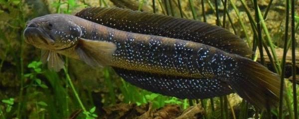 野生雷龍魚的食物來源主要包括以下幾個方面：野生雷龍魚：野生雷龍魚吃什么？